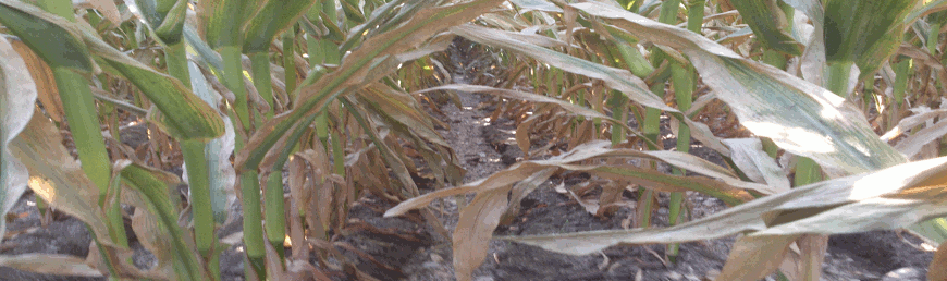 kırmızı Örümcek